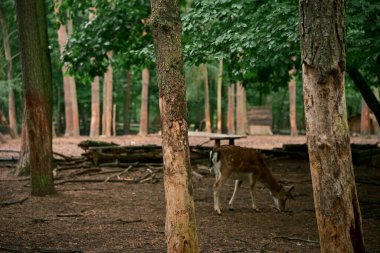 Genç boynuzları olan vahşi bir erkek geyik. Doğal ortamında, vahşi yaşamı gözlemliyor. Fotoğraf 8