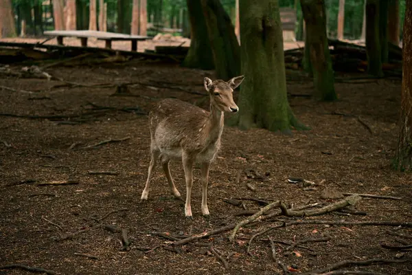 Genç dişi geyik. Yer ve yaşam alanı. Görülen şeyden dolayı şaşkınlık ve neşe. Fotoğraf 2