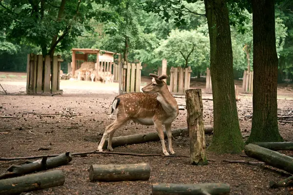 Genç boynuzları olan vahşi bir erkek geyik. Doğal ortamında, vahşi yaşamı gözlemliyor. Fotoğraf 6