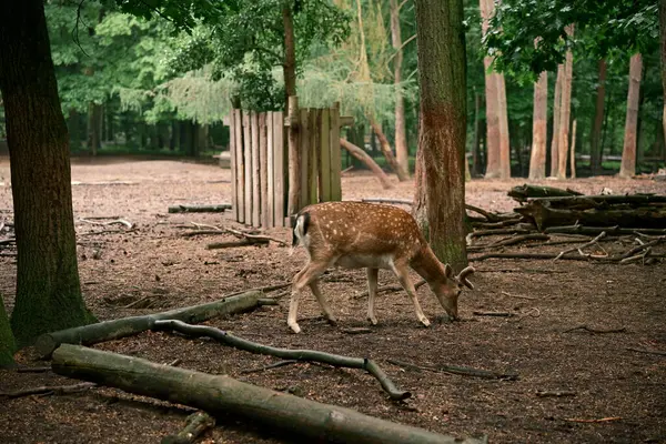 Genç boynuzları olan vahşi bir erkek geyik. Doğal ortamında, vahşi yaşamı gözlemliyor. Fotoğraf 7