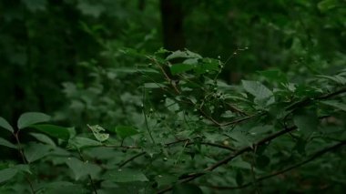 Rüzgarda sallanan bir çalılığın kısa bir videosu. Kuş sesleri olan bir orman. - Dört saniye. Bölüm 1.