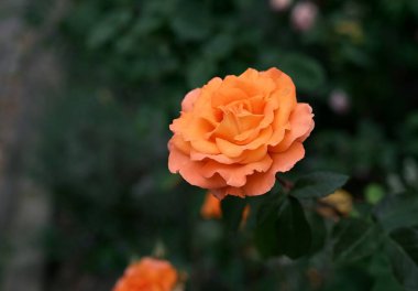 Turuncu gül. Karanlık bir arka plana yakın plan. Fotoğraf 1