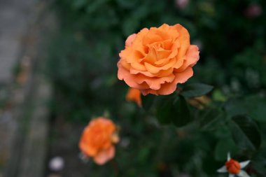 Turuncu gül. Karanlık bir arka plana yakın plan. Fotoğraf 2