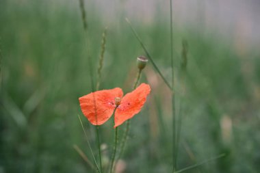 Tarlada yapayalnız bir çiçek. Kırmızı bir gelincik. Fotoğraf # 13