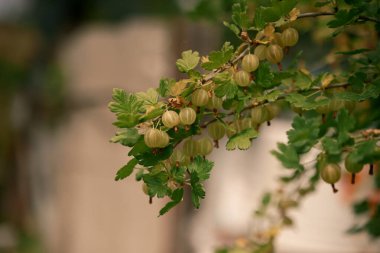 Yaz, kır evi, böğürtlen. Çalının üzerinde kehribar üzümü. Fotoğraf 3