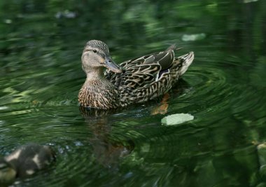 Dişi bir vahşi ördek. Doğayı gözlemlemek. Güzel bir kuş resmi..