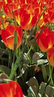 Renkli lale tarlaları. Bir Mayıs sabahı yürüyüş. Havada tazelik ve çiçek kokusu var..