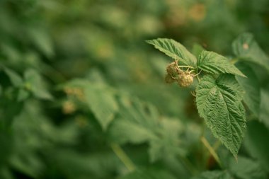 Yazın başlangıcı ve faydalı meyvelerin beklentisi. Bir ahududu çalısı. Dosya 1