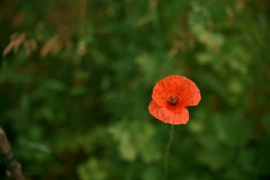 Yeşil arka planda kırmızı bir haşhaş. Arkaplan için güzel bir görüntü. Fotoğraf. Hayır. 2.