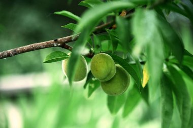 Yeşil şeftalili bir dala yakın çekim. Meyve ve yaprak resmi. Dosya 2.