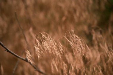 Sonbahar çimen tarlası mikro çekimleri. Kıştan önce solmuş çimenler. Stok fotoğrafı.