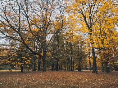 Parlak Sarı Yapraklı Sonbahar Ormanı