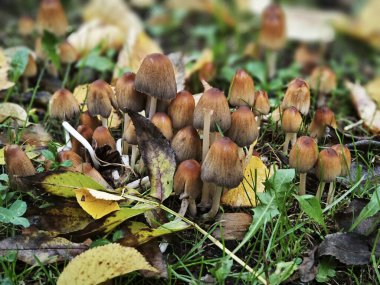 Ormanda düşen sonbahar yaprakları ve çimenler arasında büyüyen bir grup yabani mantarın yakın çekimi. Doğal yumuşak ışık, sakin ve mevsimsel bir atmosfer yaratır. Ekoloji, biyoloji, mantar, sonbahar sezonu ve doğa keşfi gibi konular için uygundur..