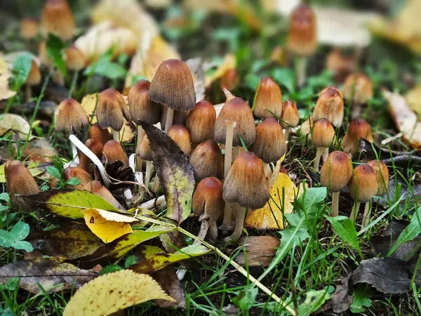 Ormanda düşen sonbahar yaprakları ve çimenler arasında büyüyen bir grup yabani mantarın yakın çekimi. Doğal yumuşak ışık, sakin ve mevsimsel bir atmosfer yaratır. Ekoloji, biyoloji, mantar, sonbahar sezonu ve doğa keşfi gibi konular için uygundur..