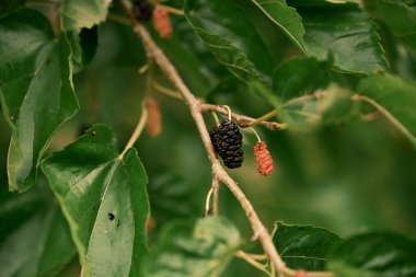 Ağaç dalında olgun ve olgunlaşmamış dutlar. Dosya 3