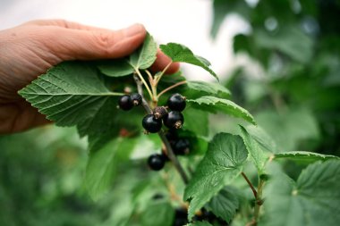 Kara böğürtlenler canlı yeşil yapraklarla çevrili, tazeliği ve doğal ortamı vurguluyorlar. Organik bahçıvanlığın, sağlıklı beslenmenin ve yaz hasadının mükemmel bir temsili..