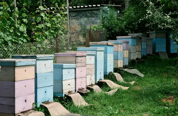 Lush Garden Apiary 'de renkli ahşap arı kovanları