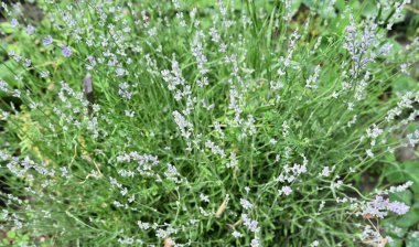 Bitkide narin mor çiçekler ve yeşil yapraklar bulunur, canlı ve aromatik bir manzara yaratır. Bahçe işleri, bitkisel bitkiler, peyzaj ve doğal güzellikle ilgili kavramlar için idealdir.