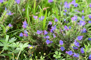 Siyah bir yaban arısı, yaz günü yemyeşil bir çayırda canlı mor kır çiçeklerinden nektar toplar. Tozlaştırıcı ve bitki örtülü doğa makrosu..