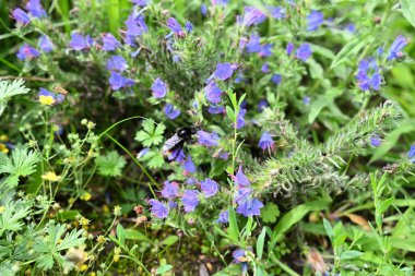  Vahşi yaşam, ekoloji, bahçıvanlık ve biyolojik çeşitlilikle ilgili konular için mükemmel.