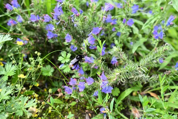  Vahşi yaşam, ekoloji, bahçıvanlık ve biyolojik çeşitlilikle ilgili konular için mükemmel.