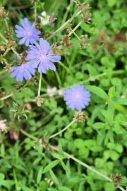 Görüntü, çiçek yaprakları ve doğal çevrenin hassas ayrıntılarını yakalıyor ve bunu doğa, botanik veya yaz temalı projeler için ideal hale getiriyor..