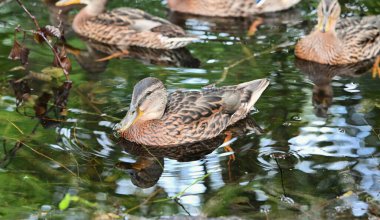 Vahşi yaban ördekleri sakin bir orman havuzunda birlikte yüzüyor ve suyun üzerinde berrak yansımaları var. Doğal ortamdaki huzurlu vahşi yaşam sahnesi.