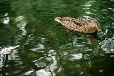 Yüzeydeki yumuşak dalgalar ve ördeğin yansıması barışçıl, doğal bir atmosfer yaratır. Bu vahşi yaşam fotoğrafı ördeğin doğal ortamındaki dingin güzelliğini yansıtıyor. Doğa ve hayvan temalı projeler için ideal..