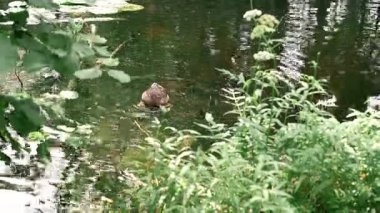 Vahşi bir ördek, bir orman gölünde sakince yüzer, etrafındaki çalıların ve küçük ağaçların yumuşak bulanıklığından bakar. Huzurlu bir doğa ve vahşi yaşam manzarası..