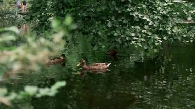 Şehir parkındaki gölette vahşi ördekler yüzüyor. Vahşi hayvanların ve insanların yeşil alanları paylaştığı şehir ekosisteminin ideal bir örneği. Kentsel doğa, uyum ve biyolojik çeşitlilik iş başında. 15 sek