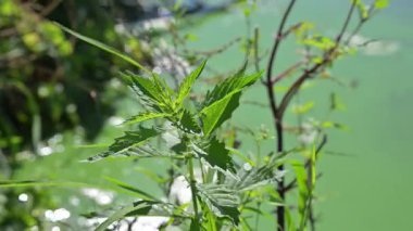 Suyun kenarındaki yeşil yapraklar çevresel ve eğitimsel içerik ve ekoloji ve koruma için doğanın güzelliğini yakalıyor. 4K video 