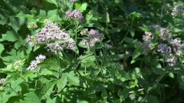 Yeşil bahçedeki narin beyaz çiçeklerin yakın çekimi, sağlık, meditasyon ve rahatlama videoları için mükemmel..