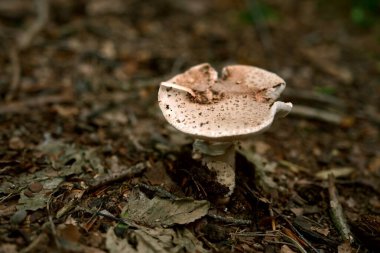 Vahşi mantarlar orman zemininde yapraklar ve topraklar arasında yetişiyor. Ormanlık alandaki doğal mantarlara yakından bakmak, ekoloji, doğa ve sonbahar temaları için mükemmel..