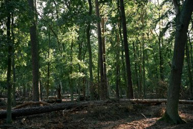 Yoğun yeşil orman, uzun ağaçlar, yaprakların arasından akan güneş ışığı ve yere düşen gövdeler. Doğal manzara ekoloji, vahşi doğa, yürüyüş ve eko turizmi sembolize ediyor.