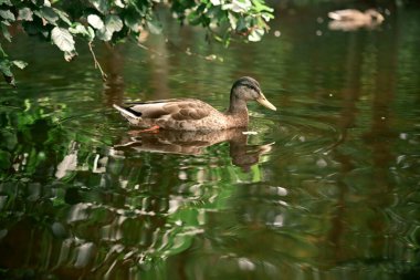 Vahşi ördek, sudaki ağaçların yeşil yansımalarıyla sakin bir orman gölünde yüzüyor. Vahşi yaşamı, eko turizmi ve açık hava rahatlığını sembolize eden barışçıl doğa sahnesi.