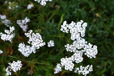 Yeşil çayırlarda açan beyaz kır çiçekleri. Yakın plan doğal arka plan, ekoloji, bitkisel tıp ve kırsal alanlar için mükemmel.