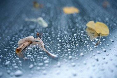 Bulanık sarı ve kahverengi sonbahar yapraklı cam üzerine yağmur damlaları. Yağmurlu sonbahar günleri ve doğal ruh hali için sezonluk arka plan.