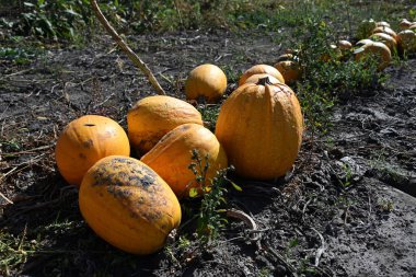Sahadaki altın balkabağı, sonbahar hasadı ve ekolojik yaşamın sembolü. Bahçe, ekoloji ve mevsimsel doğa blogları için ideal.