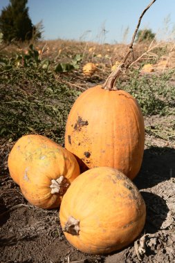 Tarlada toplanan taze balkabakları. Tarım şirketleri, organik tarım ve sürdürülebilir gıda üretimi için mükemmel bir imaj..