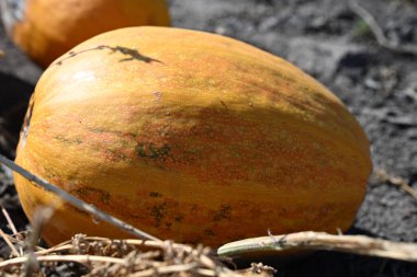 Kara toprakta büyük, çizgili organik bir balkabağının makro yakın çekimi. Doğal deri dokusunu, renk değişimini ve otantik sonbahar hasadını ön plana çıkarıyor. Organik tarım kavramı.
