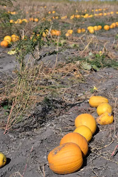 Taze balkabakları, açık gökyüzünün altında gün ışığıyla aydınlatılan tarım arazilerinde dizilmiş. Mevsimlik tarım ve güneşli kırsal alan.