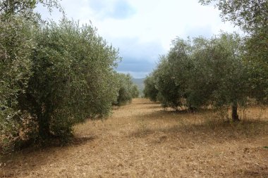 Maremma, Toskana, İtalya 'nın güneyindeki kırsal kesimlerde zeytin ağaçları