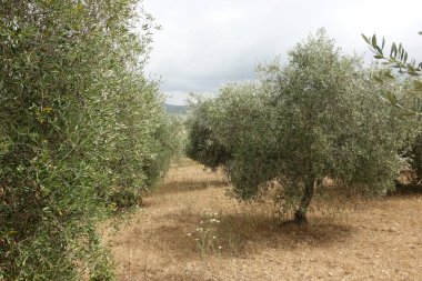 Zeytin ağaçları. mavi gökyüzü arkaplanlı yeşil alan