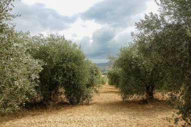 Kırsaldaki bir tarlada zeytin ağacı