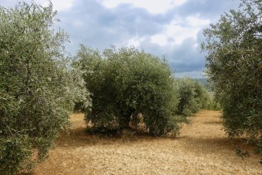 Toskana, İtalya 'daki çiftlikte zeytin ağacı.