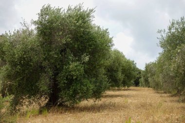 Zeytin ağaçları ve zeytin tarlaları. Arka planda zeytin ağacı var. Maremma, Toscana, İtalya