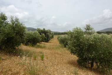 Grosseto, Maremma, İtalya 'da zeytin ağacı