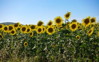 Güzel mavi gökyüzü olan ayçiçeği tarlası. Doğal ayçiçeği arkaplanı. Toskana, İtalya