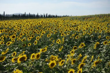 Toskana 'daki ayçiçeği tarlası