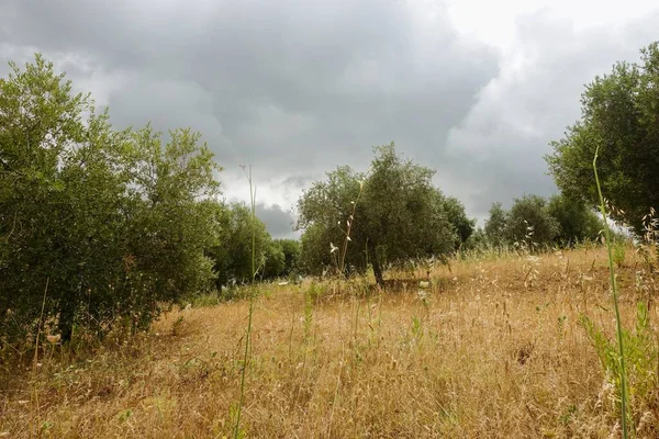 Kırsal kesimde bir yol. Maremma, Toskana, İtalya